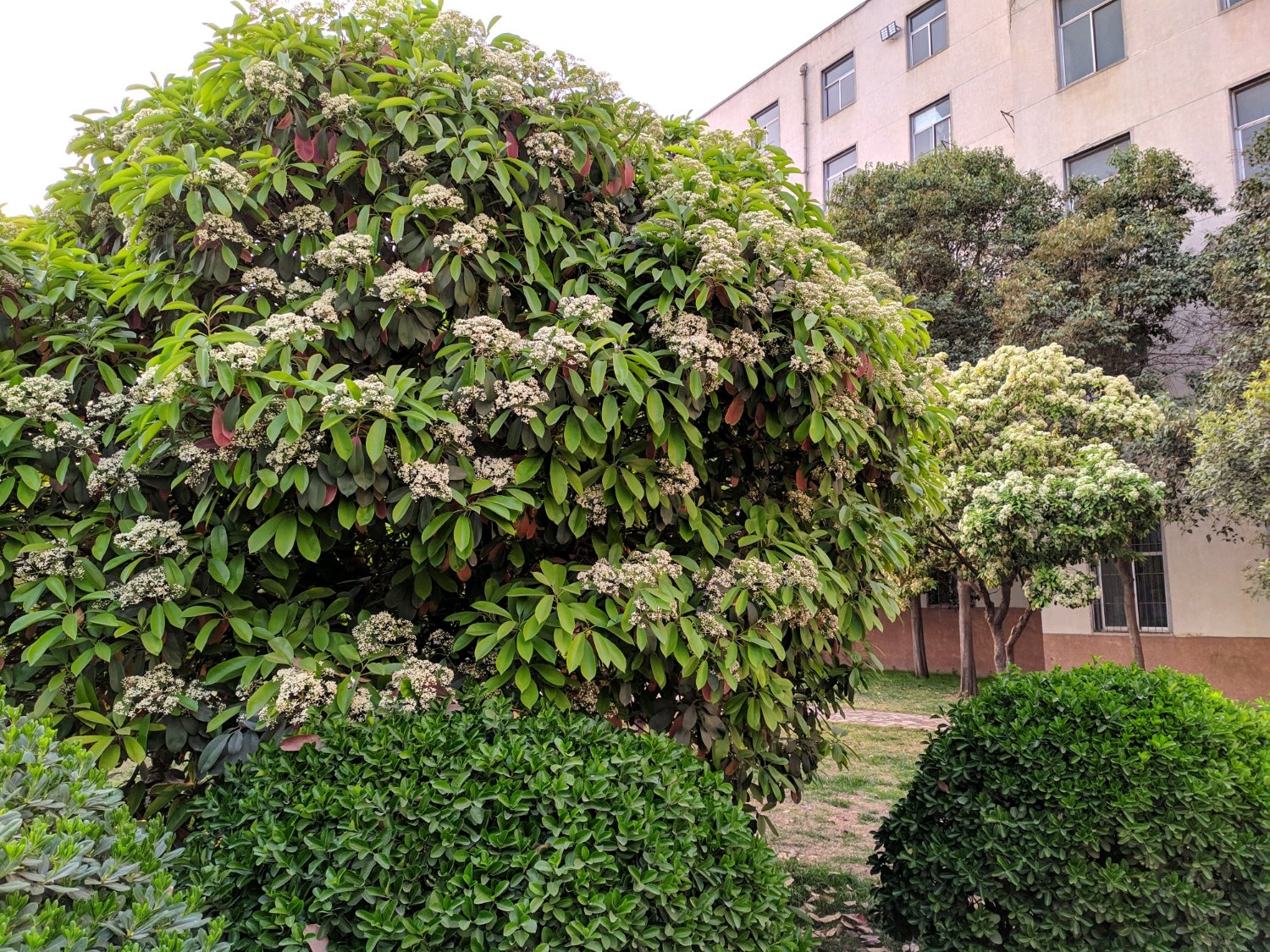 开花有生命味道的石楠花,为什么被绿化者青睐,4个原因算是解释