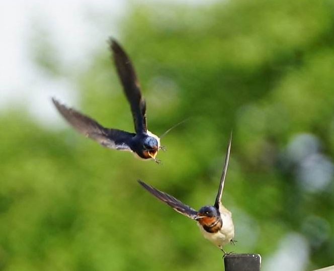 燕子春天古诗_关于春燕最经典的诗句 - 齐齐哈尔诗词网