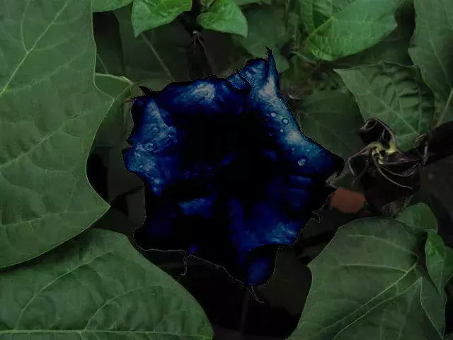 罕见稀有的 曼陀罗花，太漂亮了，快分享给朋友 吧！