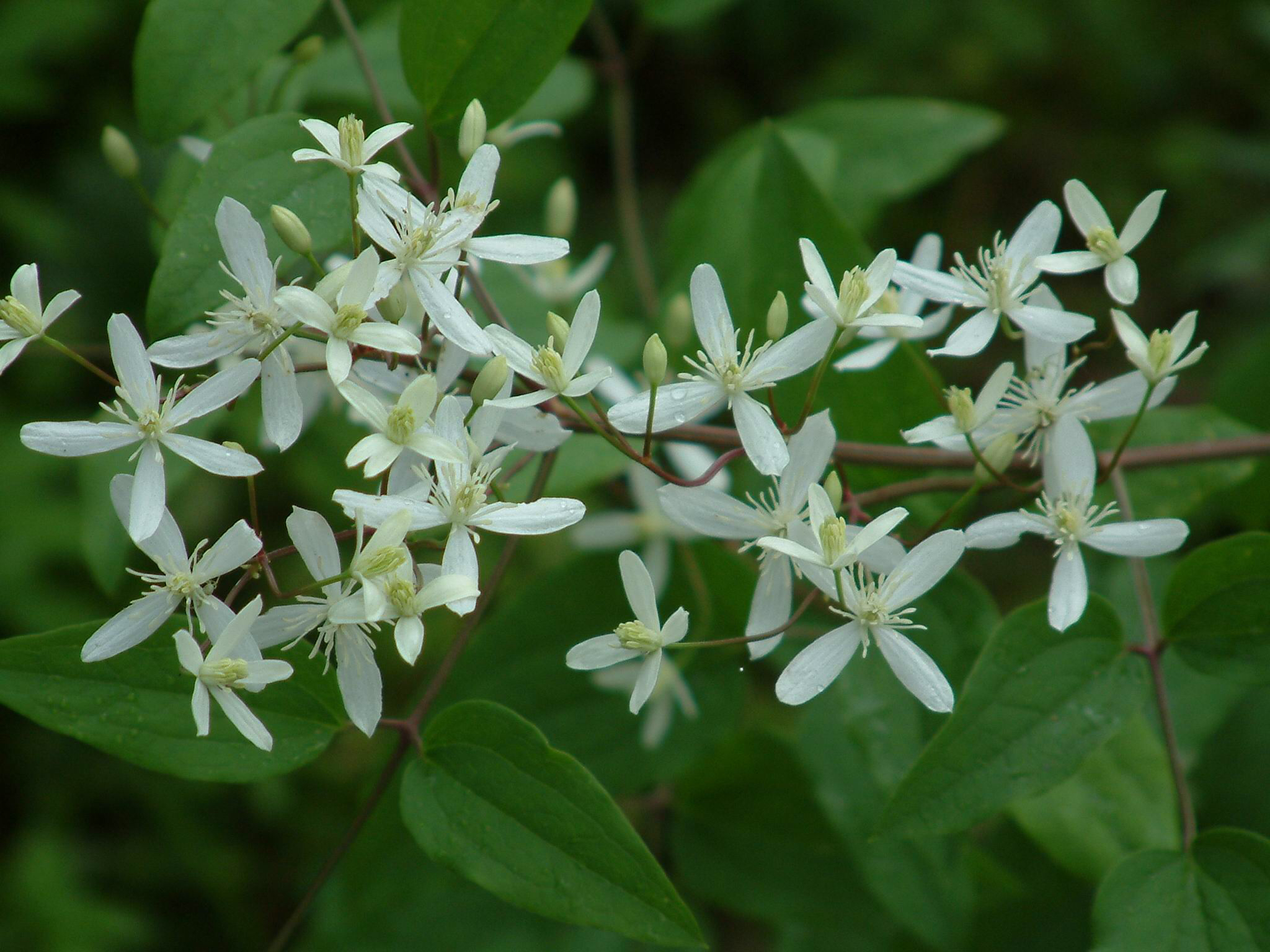 中药材威灵仙图片_中药材威灵仙价格