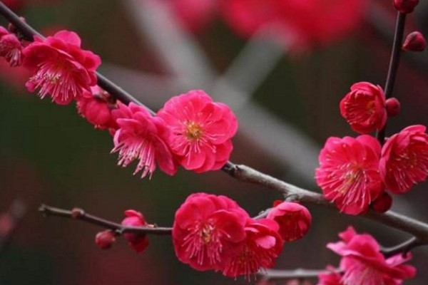 赏梅季节即将来临，一起来认识下常见的梅花品种吧！