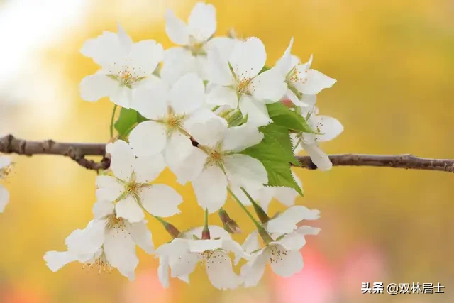 《梨花雨》