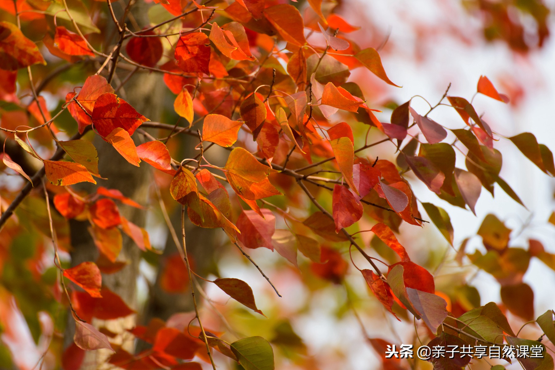 乌桕秋色叶_ - 云林新闻励志网