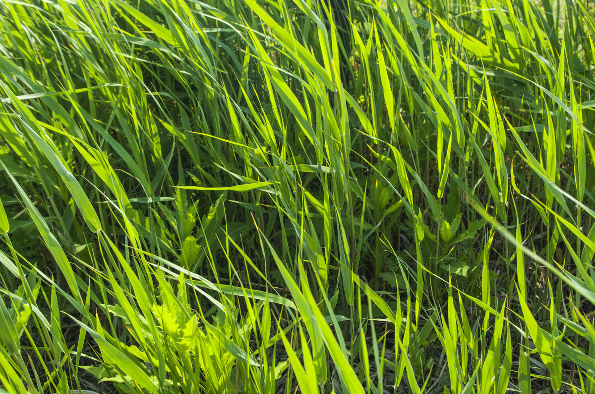 指的是薍子,就是小蒜的根.《集韵.