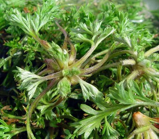 茵陈蒿是茵陈吗茵陈和茵陈蒿的功效与作用