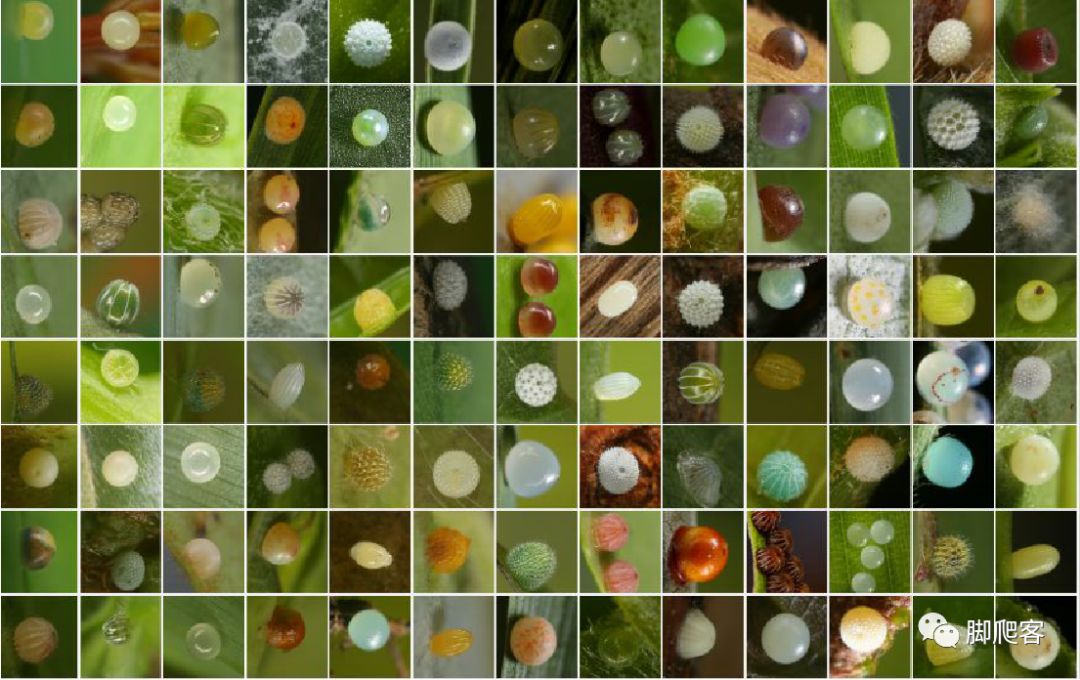 美丽的花蝴蝶_蝴蝶多么美丽 - 齐齐哈尔诗词网