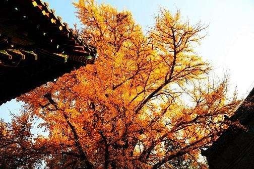 北京深秋去赏古银杏，就去这十大最佳观赏地