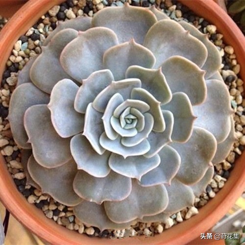 景天科拟石莲属多肉植物_石莲花多肉植物的特点 - 云林新闻励志网