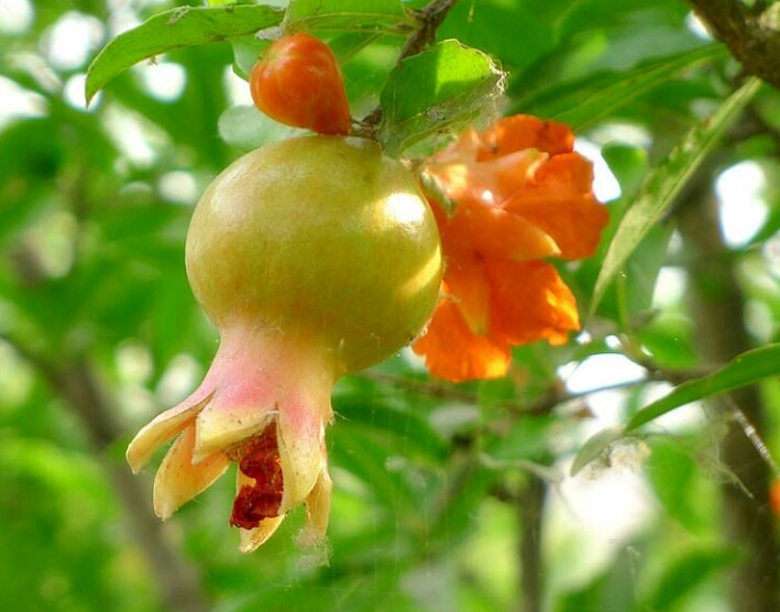 我喜欢满树的石榴花像星星一样盛开的石榴花_石榴树的花朵像什么