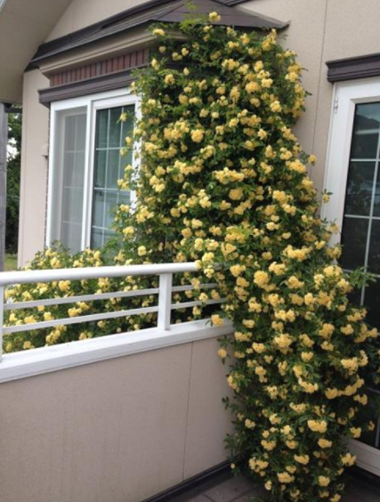 自带"浓香"的木香花，比月季好看，能长到6米长，花开如瀑布