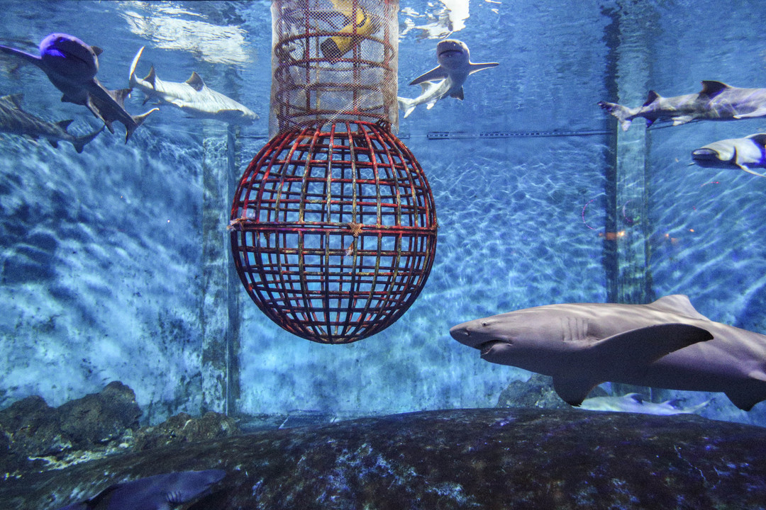 教你如何打卡大连圣亚海洋世界的场馆及周边游玩全攻略