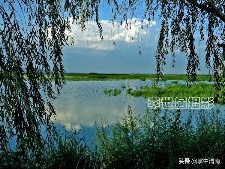 大荔黄河湿地公园图片