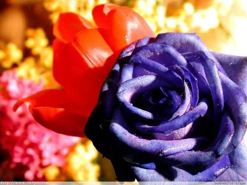 罕见绝美万紫千红才是春，太美了，快分享给朋友吧！