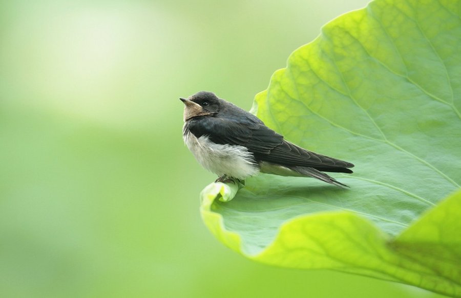 春风吹来了燕子_燕子呢喃细语