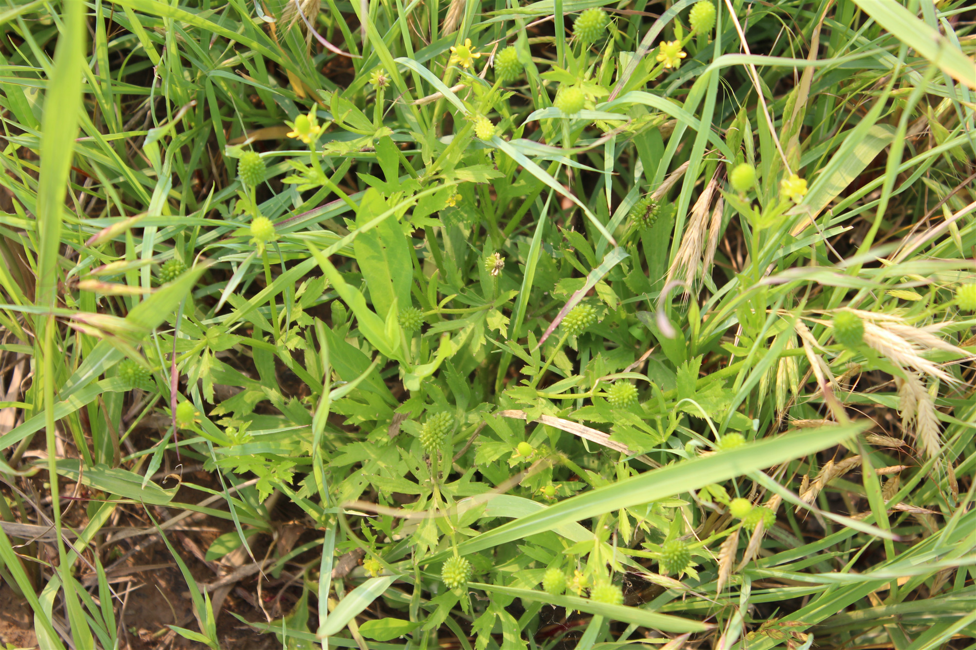 石龙芮子中医世家