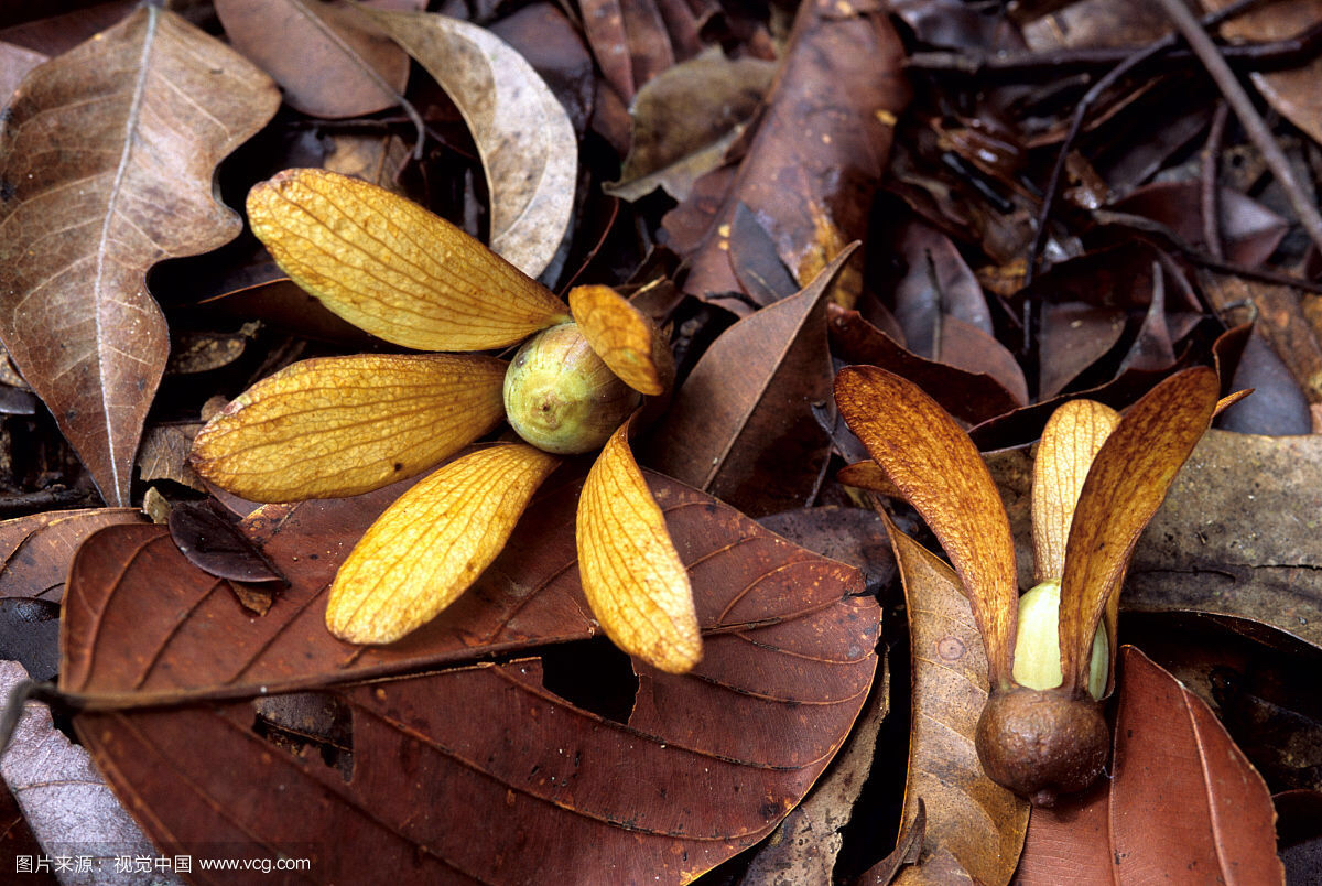 龙脑香种子_龙脑香的功效与作用价格 - 云林新闻励志网