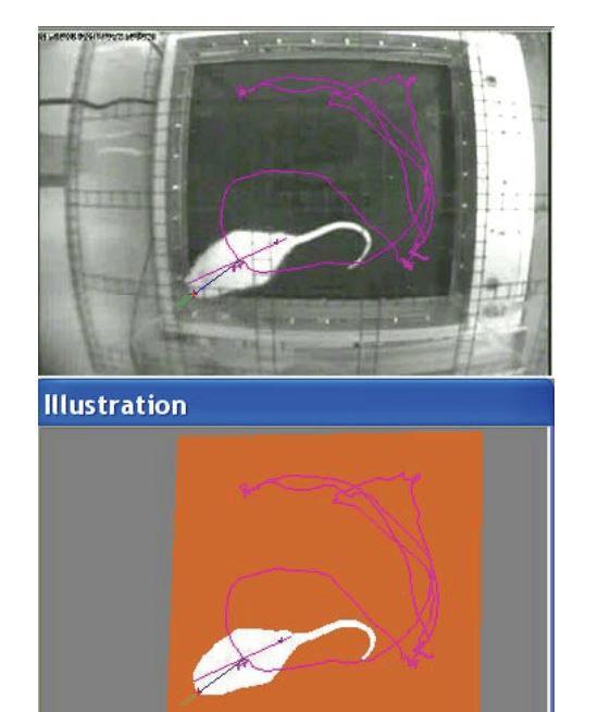 Brain Sound Talk: What is the animal head shaking reaction experiment ...