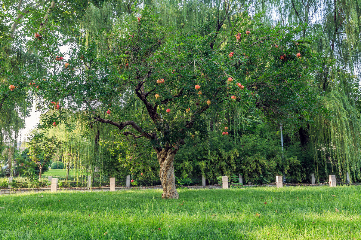 石榴树嫁接方法 - 江苏丹阳现代农业产业示范园