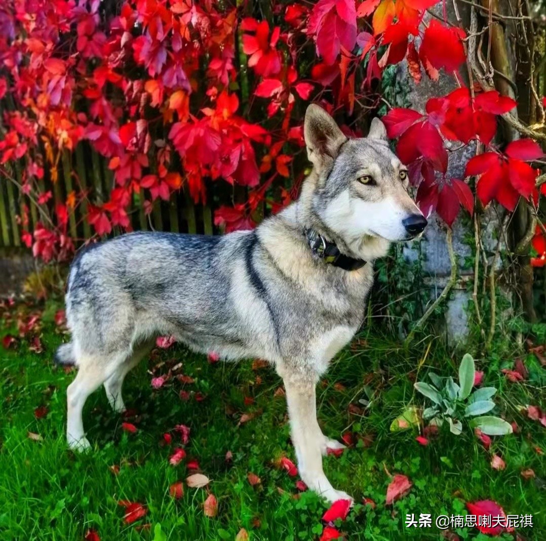 除了捷克狼犬你們還知道哪些罕見的狼種犬 - 頭條匯