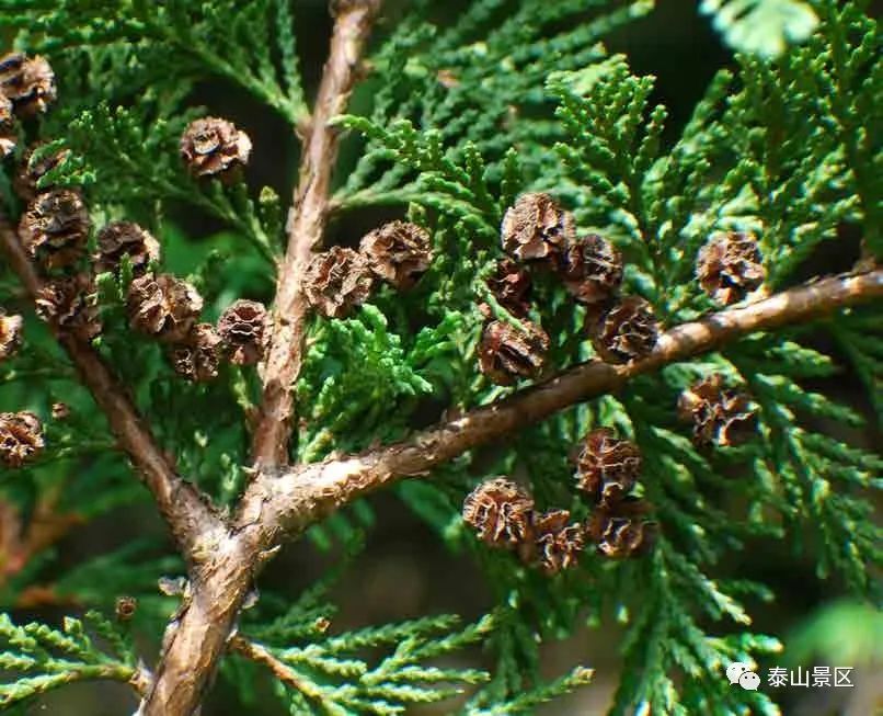 【泰山木本植物科普】—— 日本扁柏 - 資訊咖