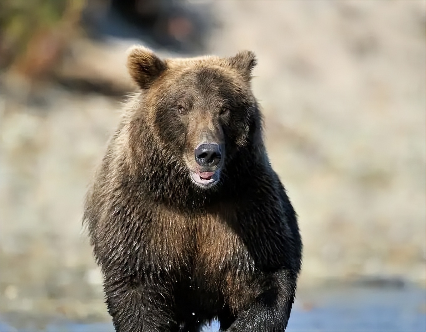 熊吃人！男子保护灰熊13年，最后和女友一起被熊吃-好奇零零漆-好奇零零漆-哔哩哔哩视频