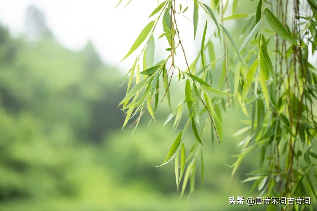 纖纖折楊柳,持此寄情人 - 頭條匯