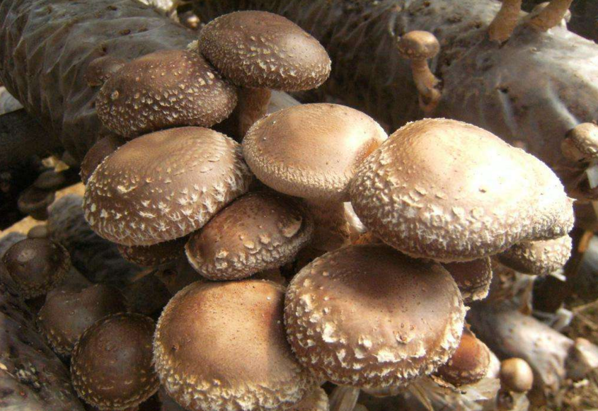 [Scientific Research Progress] Highquality haplotype genomes of