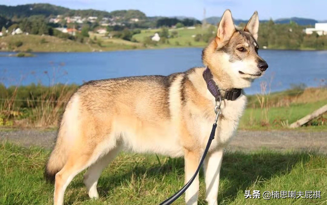 除了捷克狼犬你們還知道哪些罕見的狼種犬 - 頭條匯
