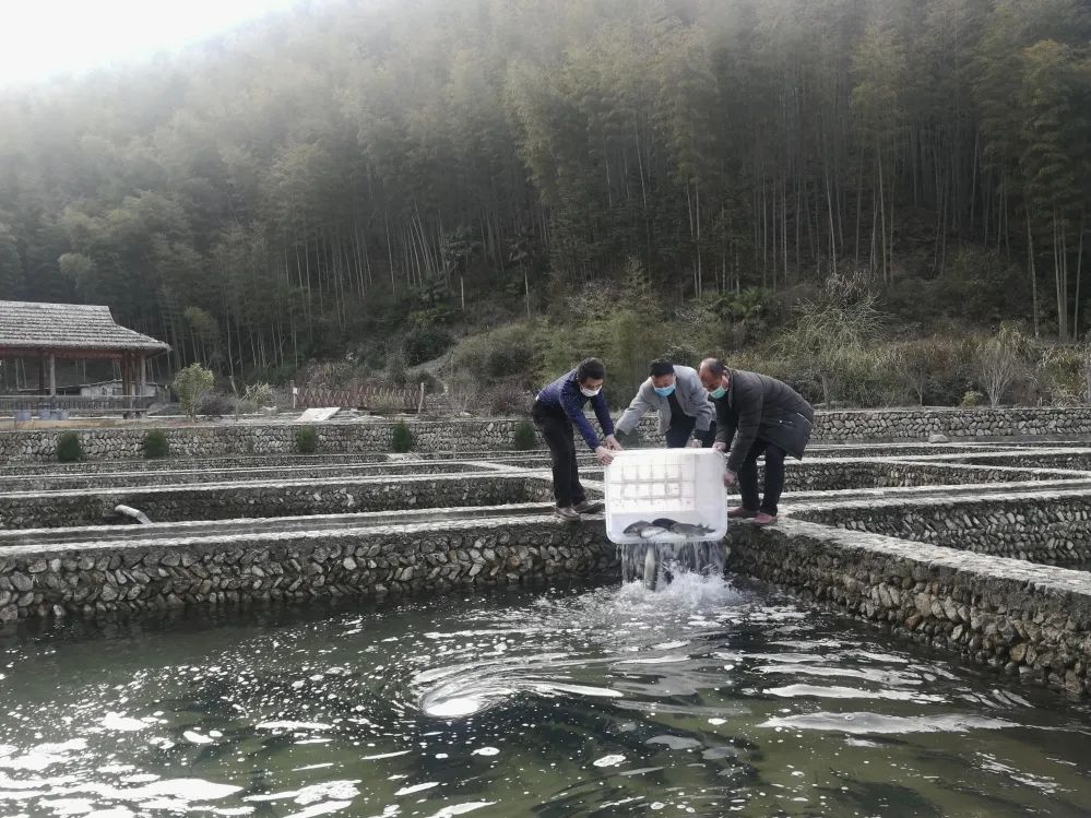 One-stop hard-core service to activate spring water fish industry 