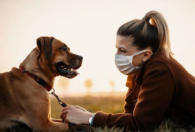 How do dogs 