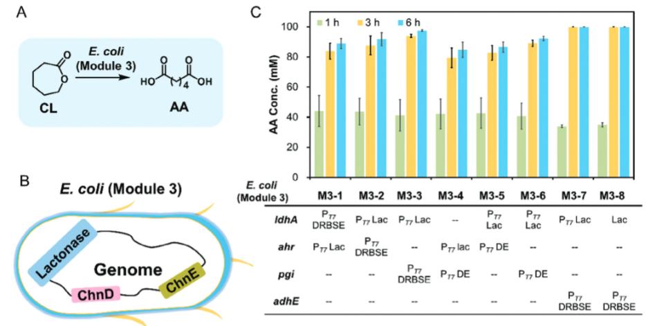 Multidimensional engineering of Escherichia coli for efficient ...