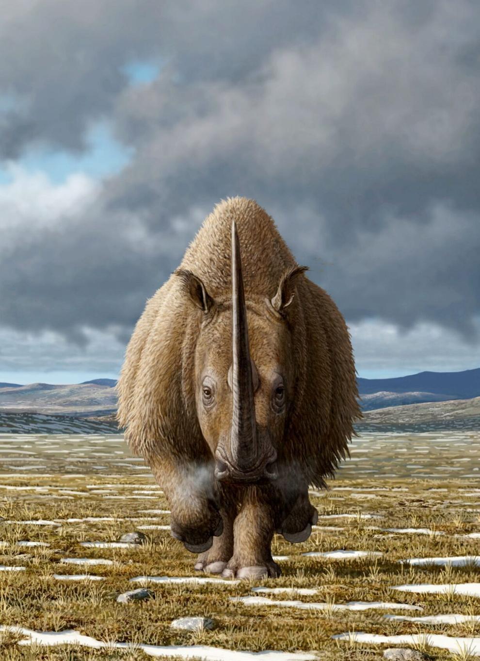 Scientists find cause of woolly rhino extinction - iMedia
