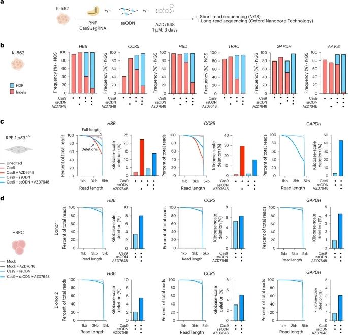From gene repair to gene instability: great potential and risks of ...