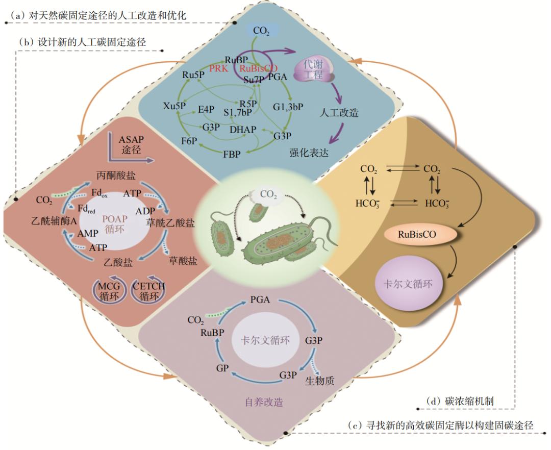 The efficient carbon fixation path of chemoautotrophic bacteria in ...