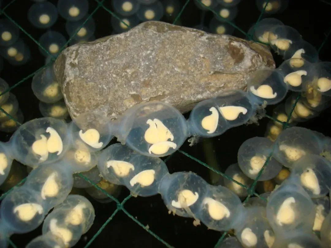 New discovery of Chinese giant salamander - iMedia