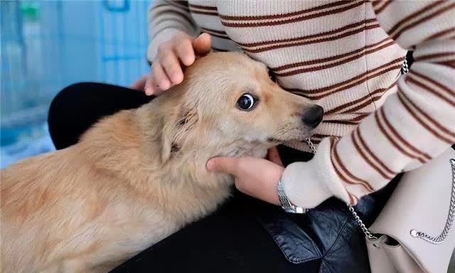 Picture of How do dogs 