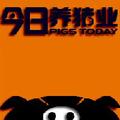 Pigstoday 头像