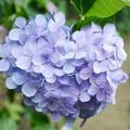 漫漫花园YUN 头像